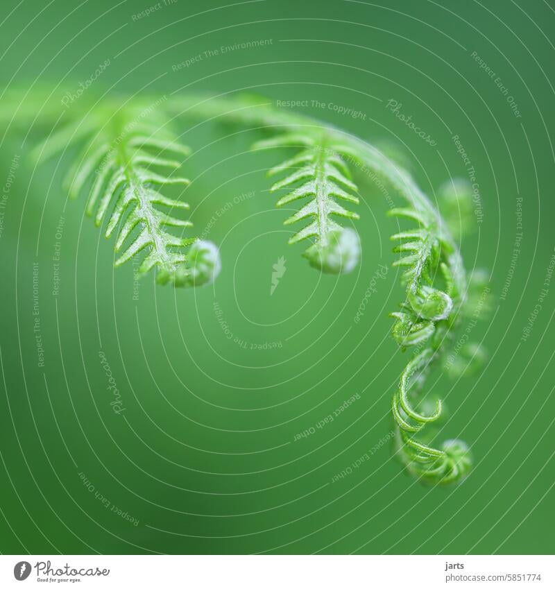Fineness of the fern Fern Esthetic Plant Nature Colour photo Wild plant Forest naturally Detail Exterior shot Green Environment Fern leaf Pteridopsida Delicate
