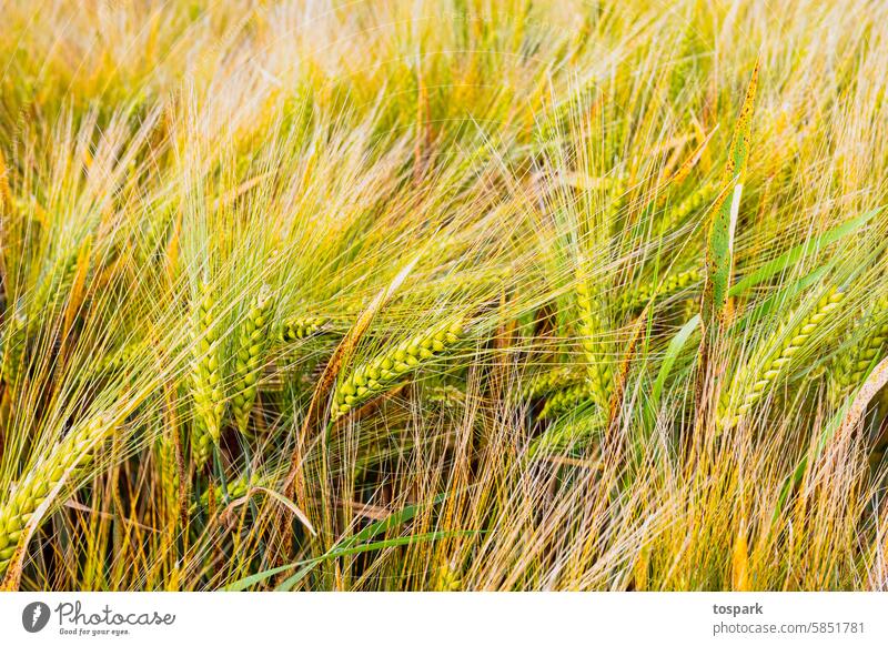 wheat Wheat Harvest Nature Agriculture out Grain Ear of corn Plant Nutrition Ecological Environment Deserted Grain field Cornfield Field Growth spike