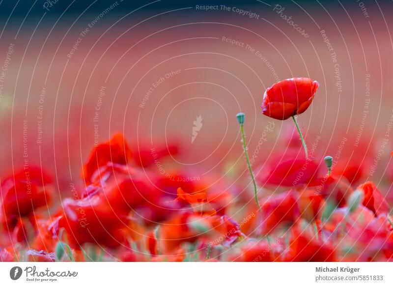 Close-up of the poppy in the field, Papaver rhoeas Agriculture Annual. Beauty Blooming Blossom Botanical Bright Delicate Field Flora Flower Garden Herbaceous