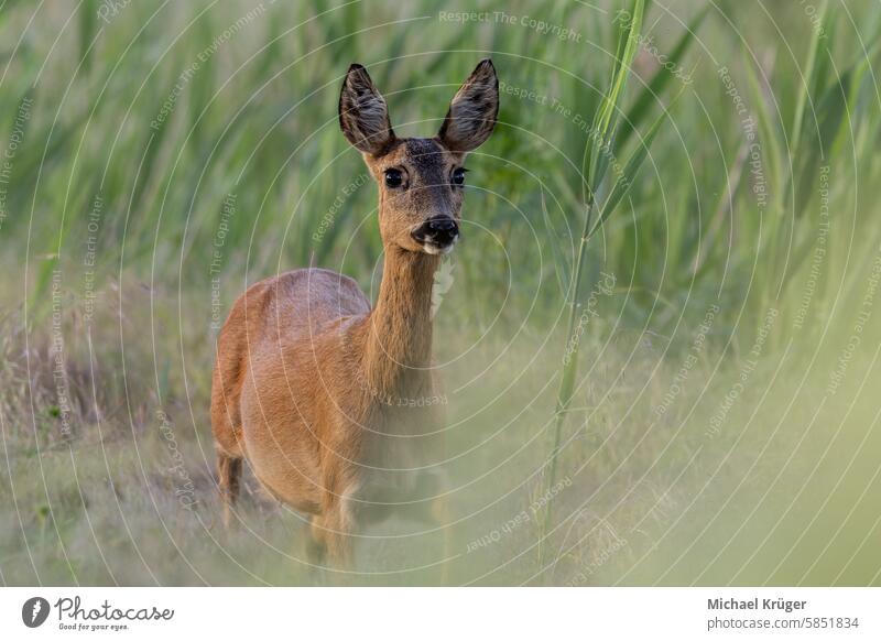 Young female deer on the edge of the field between grasses Animal behavior Between grasses Browsing Camouflage Conservation Countryside Doe Edge of the field