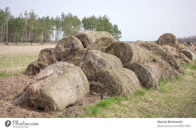 Decomposing bales of hay on a field, selective focus. straw grass fertilizer outdoor roll decomposition compost agriculture farming harvest stack rural country