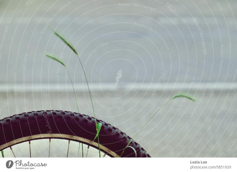 Bicycle, forgotten by the road, mice-barley begins to overgrow... Wheel Tire Spokes Means of transport Bicycle tyre Detail Mobility Cycling Wheel rim Metal
