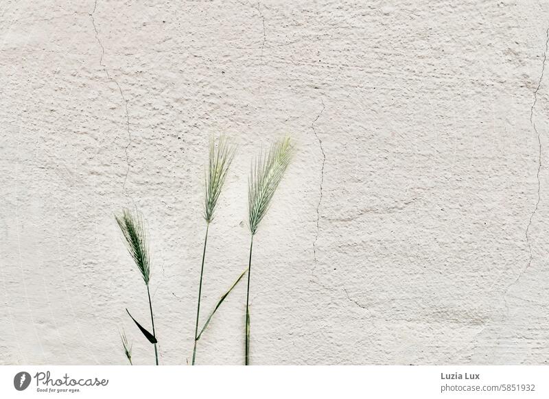 Grasses on a house wall pretty Intensive Plant naturally Summer Nature Delicate Green natural light grasses blade of grass spike Light Bright Water Detail