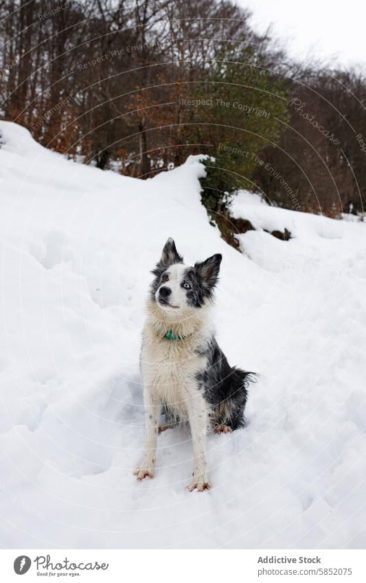 Blue Merle Border Collie in a snowy forest landscape dog border collie blue merle winter attentive sitting coat pattern bright eyes pet nature outdoor white