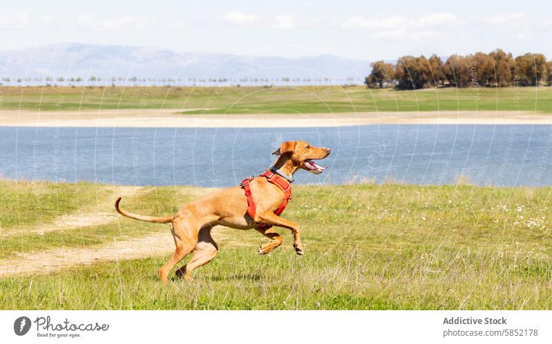 Energetic Vizsla Dog Running Joyfully in Scenic Nature vizsla dog running nature field lake mountain blue sky grass energetic joyful sprinting brown pet leash