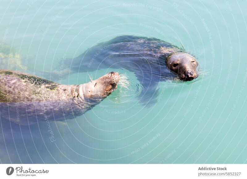 Playful Seals Frolicking in Coastal Waters seal water marine animal playful interaction nature wildlife coastal summer landscape aquatic mammal ocean