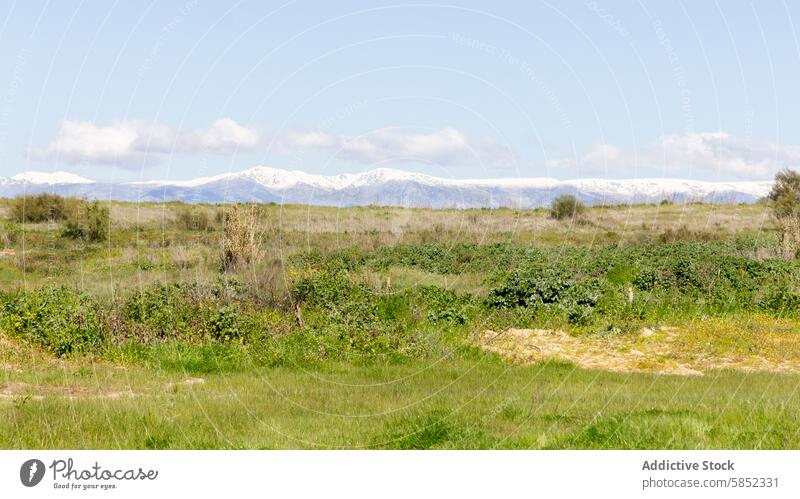 Peaceful Coastal Landscape with Snowy Mountains landscape summer coastal mountains snowy serene green field blue sky nature peaceful meadow outdoor scenic