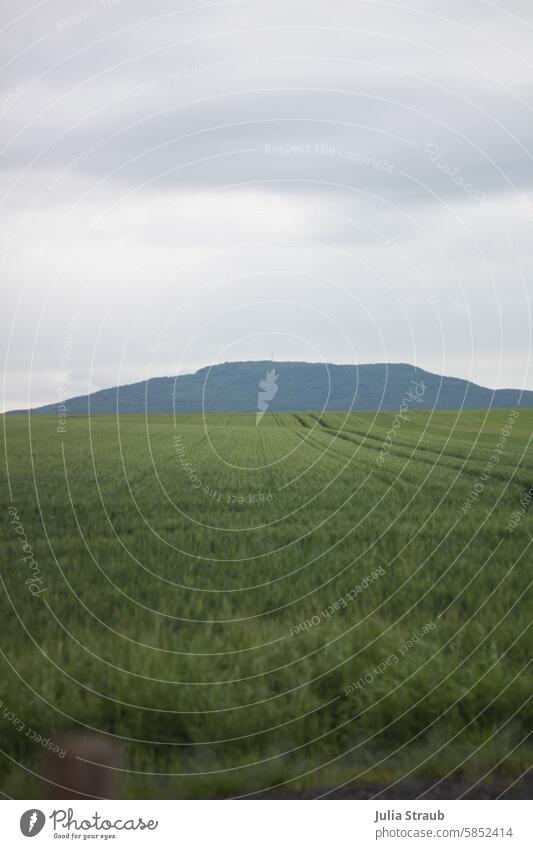 rye field Rye field splendid look-out Summer Green Nature Agriculture Landscape Arable land cultivated fields