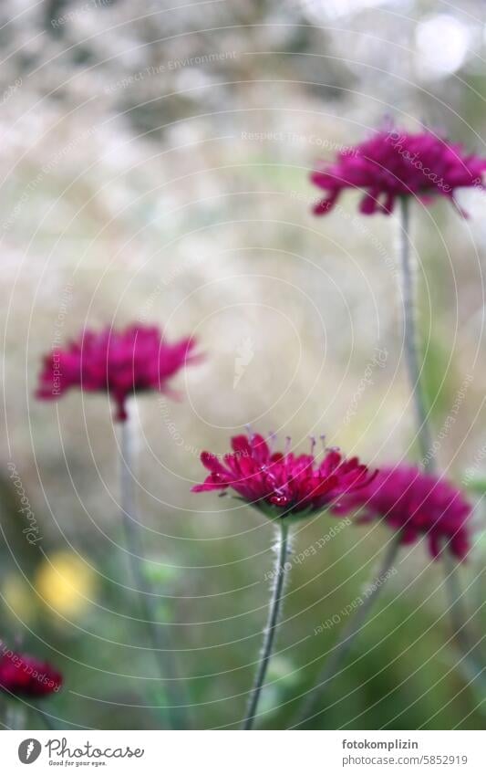 Pink flowers in a bright field Flower pink shrub garden flower witch flower Knautia macedonica 'Red Knight' Blood Red Copy Space bright background Plant Blossom