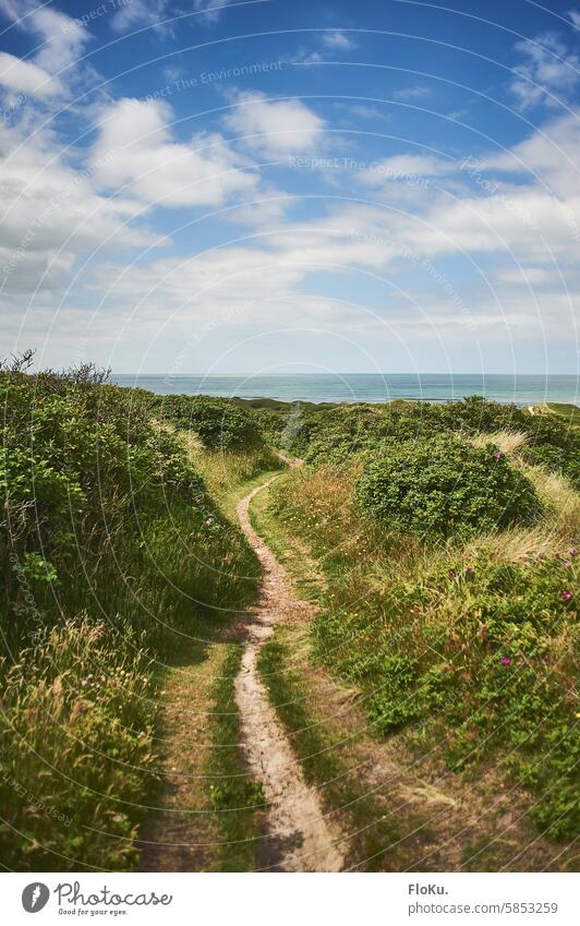 Narrow path on the North Sea coast in Denmark coastal landscape Ocean Horizon sunshine Summer vacation Tourism off sandy Vacation & Travel Landscape Nature Sky