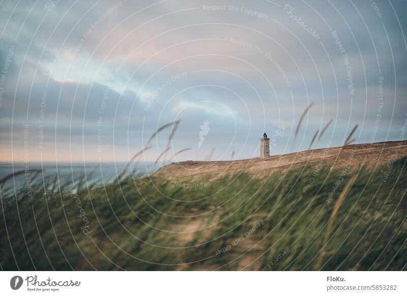 Rubjerg Knude shifting sand dune with lighthouse and dune grass duene Marram grass Denmark North Jutland Rubjerg Knude Fyr Lighthouse coast