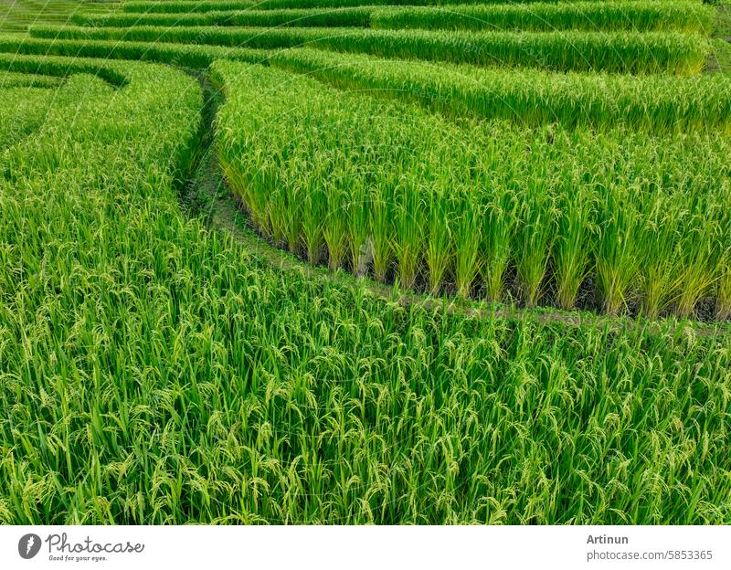 Landscape of green rice terrace. Nature landscape. Green rice farm. Terraced rice fields. Green agricultural landscape. A field of green rice plants with a winding path through the middle.