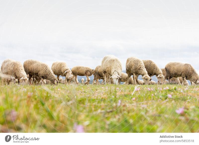 Flock of sheep grazing on a green pasture flock field cloud sky tranquil calm agriculture rural farm animal livestock wool grass nature outdoor countryside