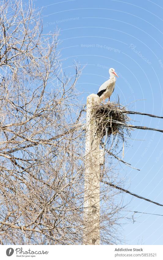 Stork perched on nest atop utility pole against blue sky stork tree bird wildlife nature outdoor spring branch day clear sky wood pole electrical wire