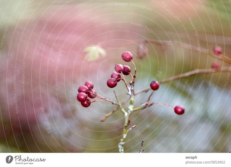 Branch with individual ripe serviceberries Berries moss-covered Tree shrub Nature Plant Sorbus rosaceous plant wax twigs Mature Red Fruit