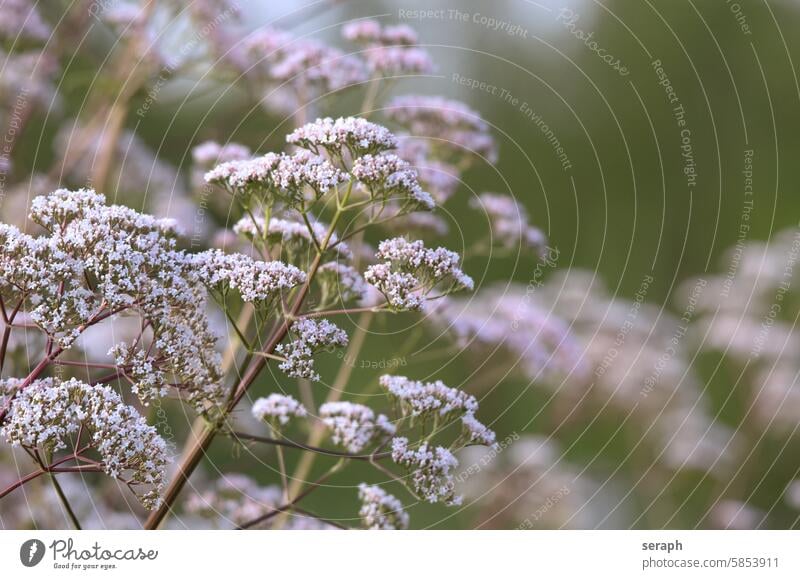 Umbelliferae Plant herbaceous homeopathy apeacea inflorescence Blossom seasoning umbel Style Stalk blossom Nature vegetation