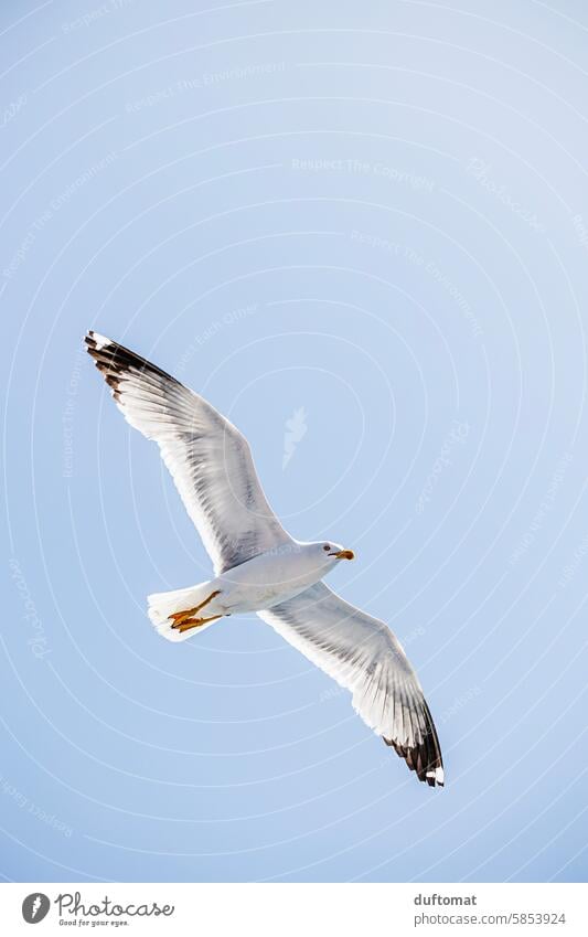 white seagull flies in the blue sky Bird flight Flying Sky Grand piano Seagull Feather Freedom Animal White Beak Blue Vacation & Travel Ocean Nature coast