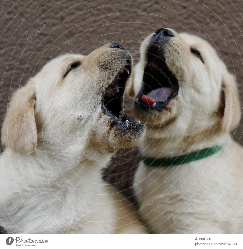 Two blond Labrador puppies open their snouts wide and impress each other - small, 5-week-old puppies Puppies dogs Small Cute Dog Pet Blonde Animal