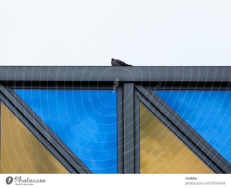 UT Leipzig - cheerful to cloudy | Dove of Peace Pigeon Building Bird Town Architecture Window Manmade structures Facade House (Residential Structure) Downtown