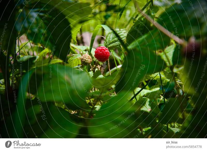 [HH Schregatour24] Heavenly berries raspberry shrub ground perspective Garden leaves Red Green centred