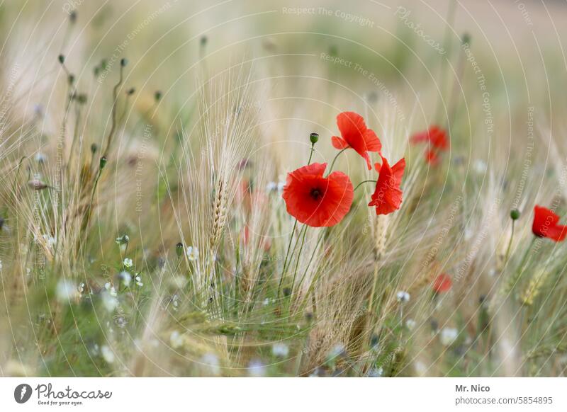 Have a nice poppy day ! Flower meadow Wild plant poppy meadow cornflowers blossom fragrant Blossom Summer poppy flower Spring grasses Green luminescent