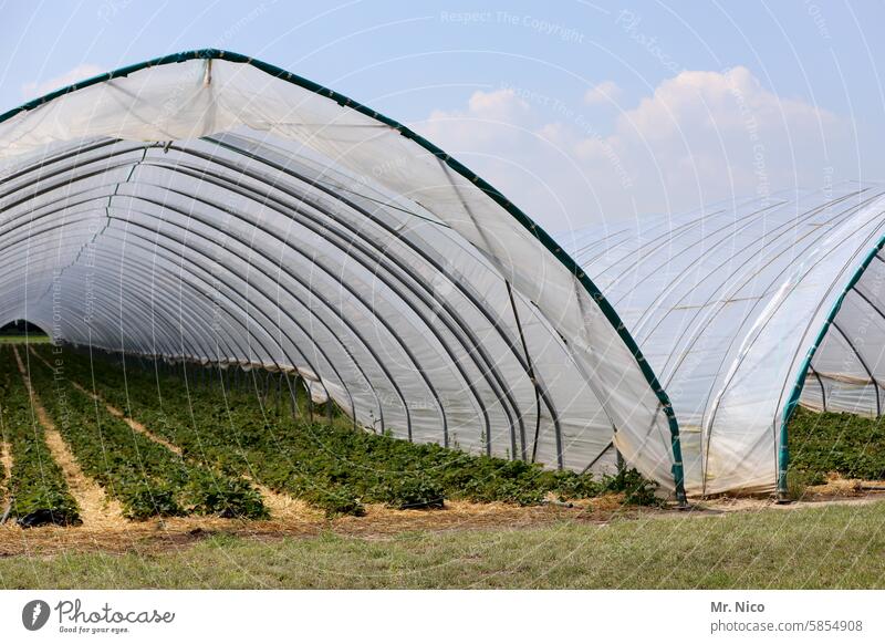 strawberry tunnel foil tunnel Greenhouse Growth Plant Market garden Nutrition Strawberry Agriculture Quality Fresh Vegetarian diet Plastic-wrapped bed