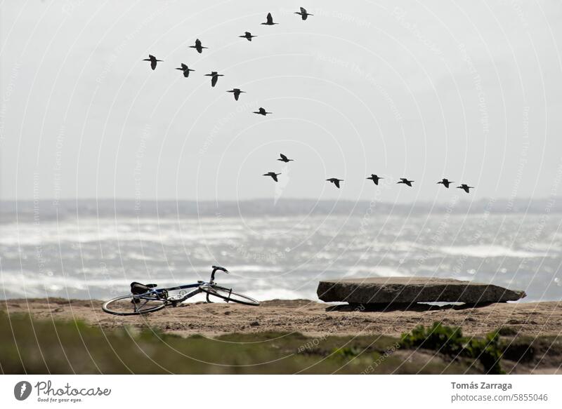 Flock of birds flying on the seashore  Bicicle and stone bench cormorants bicicle seascape landscape sky gray water ocean athlantic flock earth brown