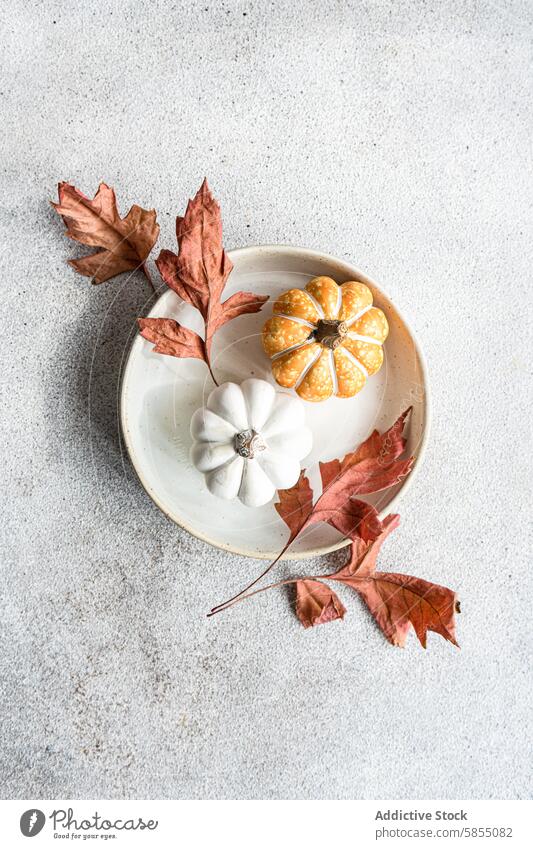 Autumn inspired flat lay with pumpkins and dried leaves autumn leaf maple ceramic plate orange white texture gray background seasonal decoration arrangement