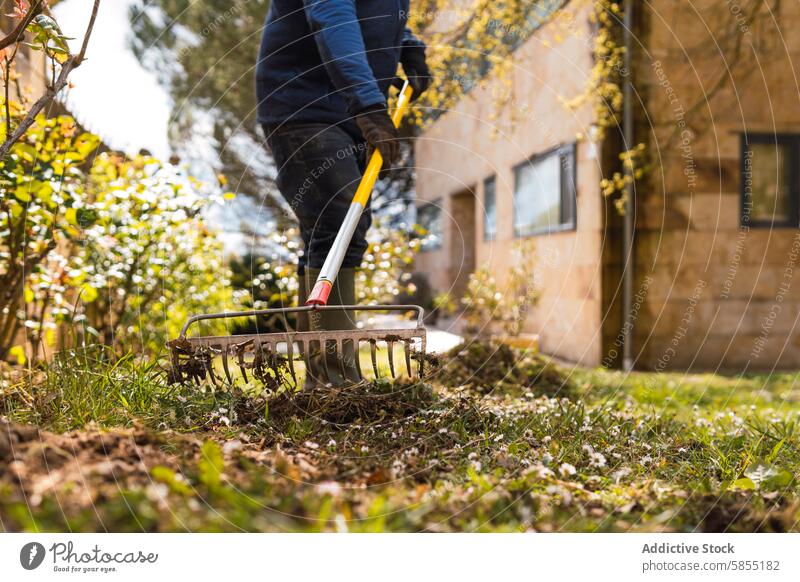 Raking leaves in a sunny garden near a residential building rake fall person gardening outdoor house bush bloom day yard maintenance work cleanup suburb