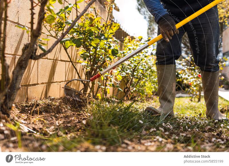 Man tidying up garden using a rake near flower bushes gardener debris leaves maintenance outdoor sunlight rubber boots gloves work plant brick wall backyard