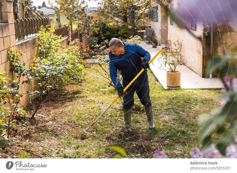 Mature man raking leaves in a sunny garden rake senior outdoors gardening work greenery flowering shrubs yard activity nature maintenance lawn plants day