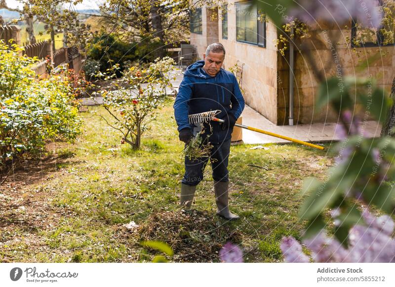 Middle-aged man tending to garden in sunny backyard rake leaves gardening tidy outdoor nature daytime cleaning suburban leisure hobby activity spring homeowner