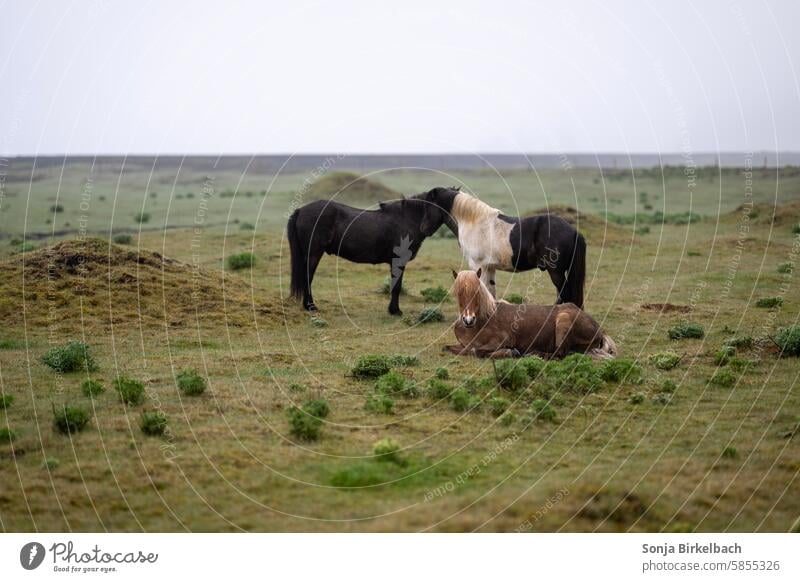 summer feeling Iceland island horses Icelandic Horse Vacation & Travel Animal Exterior shot Landscape Nature Willow tree Rural Mammal naturally Breed Tourism