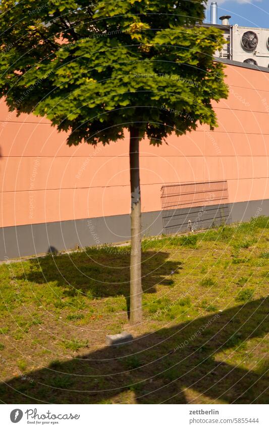 Small tree in Rudow Architecture Berlin Office city Germany Facade Building Capital city House (Residential Structure) Sky Kiez Life Light Middle Modern