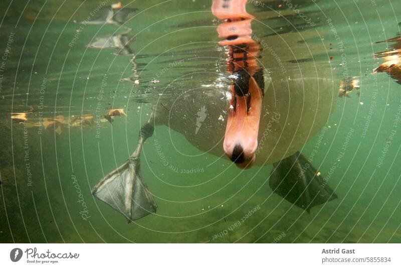 Lustige Unterwasseraufnahme von einem Schwan der mit dem Schnabel etwas frisst schwan höckerschwan unterwasser unterwasseraufnahme schnabel fressen flossen see