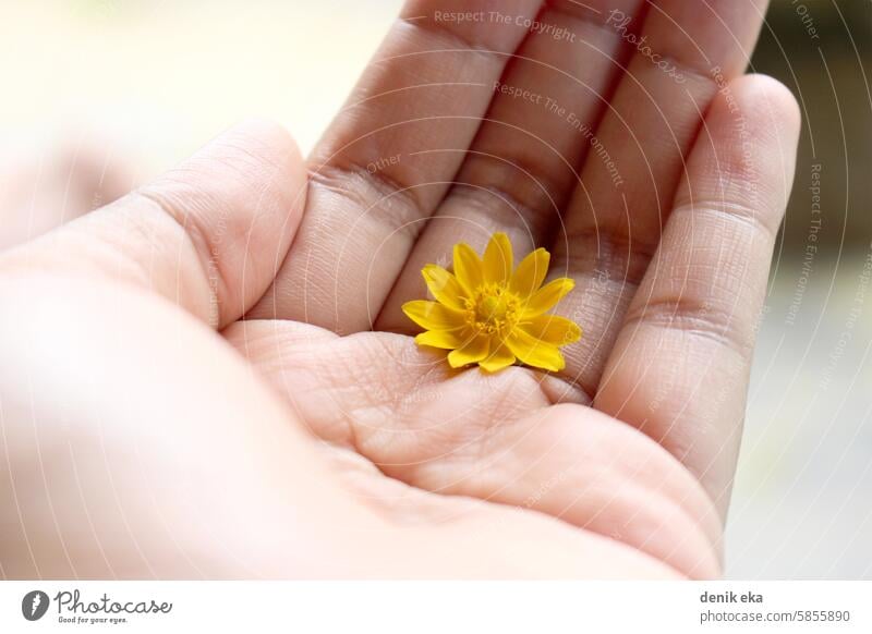 A yellow flower is placed in the palm of the hand. hands finger showing affection feeling give one person fingers romance present springtime anniversary enjoy