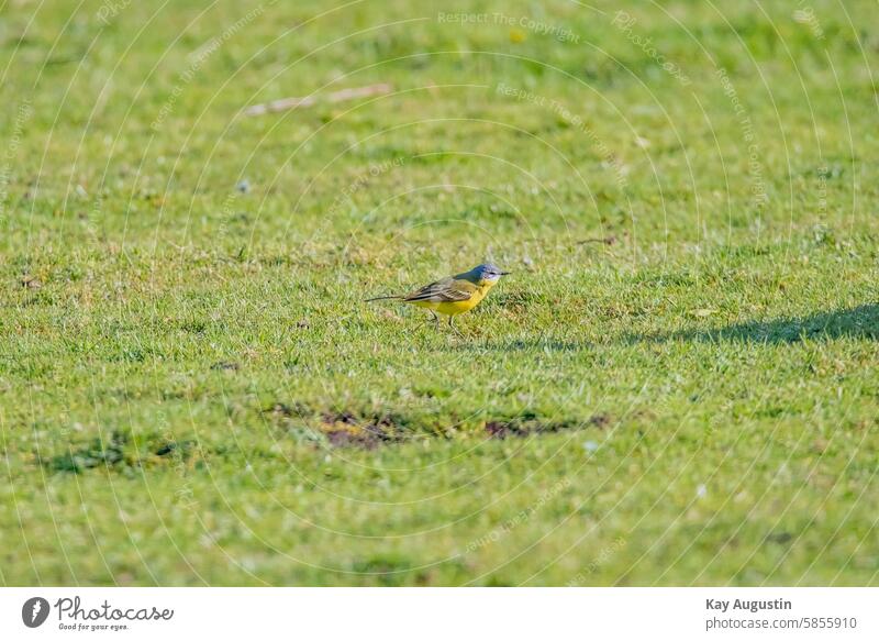 Yellow wagtail Blue-headed wagtail Bird's-eye view bird sanctuary birdwatching Motacilla flava stilts pasture meadows Wetlands Beep Motacillidae Songbirds