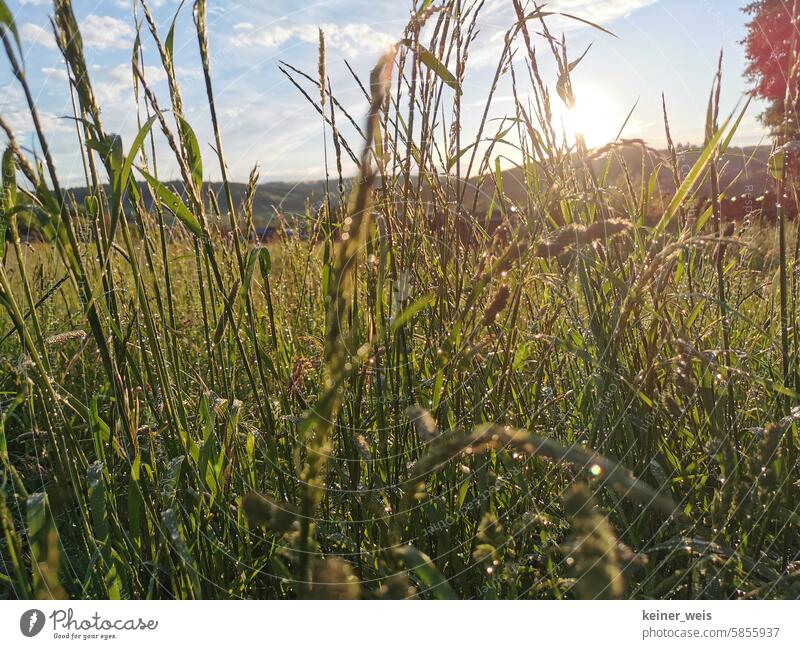 After the rain comes the sunshine Rainy weather clear Weather Weather image blades of grass grasses Ambience rainwater Meadow Grass Bison grass wild meadow