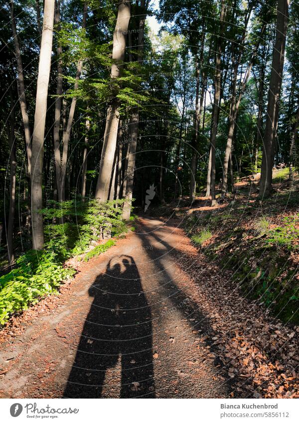 Two people walk along a forest path and stop to form a shadow heart with their arms. Shadow Shadow play Light and shadow play Shadow heart shadow cast Sunlight