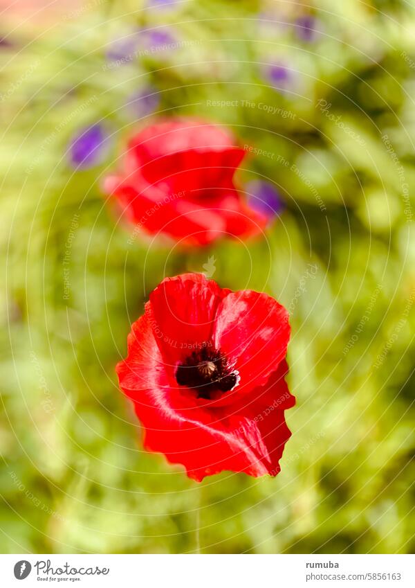 poppy flower Wind Sky Flower Meadow Poppy poppies Poppy blossom Blossom leave Colour photo Summer Blossoming Exterior shot Close-up Nature Plant Detail Garden