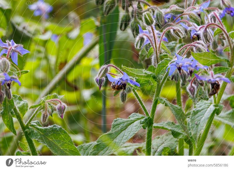 A bee and insects sit on the blue flowers of a borage plant in the garden Anthophila Blossoms Bumblebee Herb annual herb blooming borago officinalis dried herb