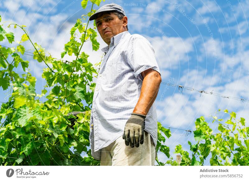 Vineyard worker tending to grapevines under blue sky agriculture vineyard winery cloud man rural nature labor farming viticulture plant cultivation outdoor