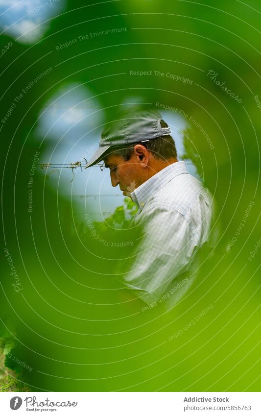 Vineyard worker inspecting grape leaves through nature's frame vineyard leaf green blurred traditional winery viticulture environment agriculture farming