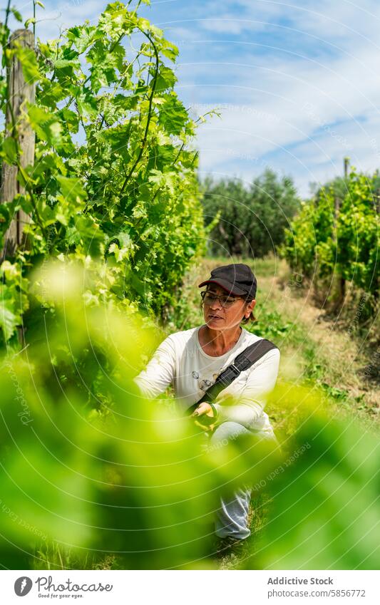 Traditional winery worker tending vineyard viticulture grapevine pruning green blue sky traditional cultivation agriculture nature outdoors vines leaves manual