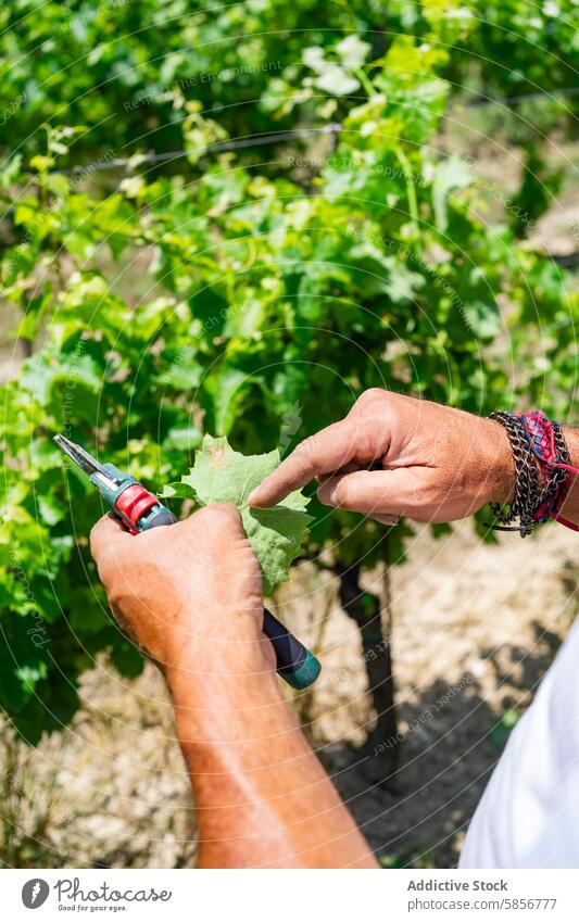 Vineyard care by traditional winery worker vineyard grapevine agriculture cultivation pruning leaves sunny nature anonymous outdoor manual labor farm