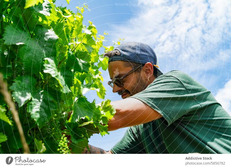 Winery worker tending to grapevines under blue sky winery viticulture sunny traditional agriculture farming vineyard manual labor green leaves from below grapes