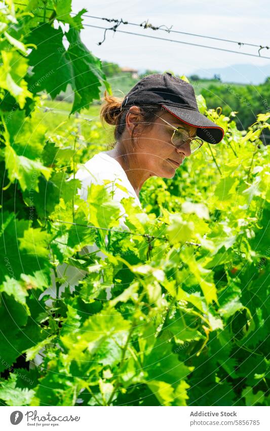 Winery worker tending to grapevines under the sun winery woman agriculture viticulture traditional nature greenery vineyard cultivation outdoors rural summer