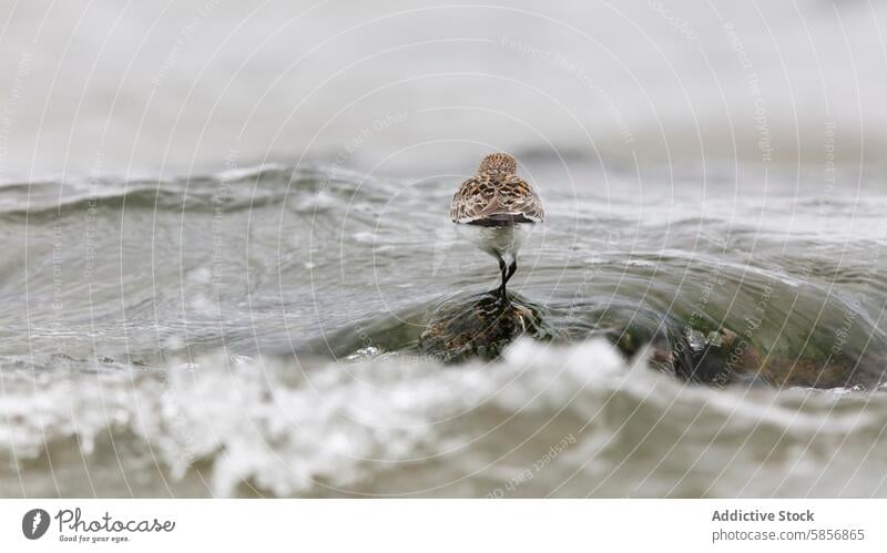 Wader bird balancing on a stone amid waves, Cantabria wader wildlife nature cantabria spain water beach coast coastal environment animal shorebird resilience