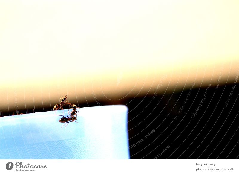 The little crawl II Ant Mug Beaker rim Insect Small Edge Animal Climbing Crawl Ascending Macro (Extreme close-up) Detail Vessel Exterior shot Section of image