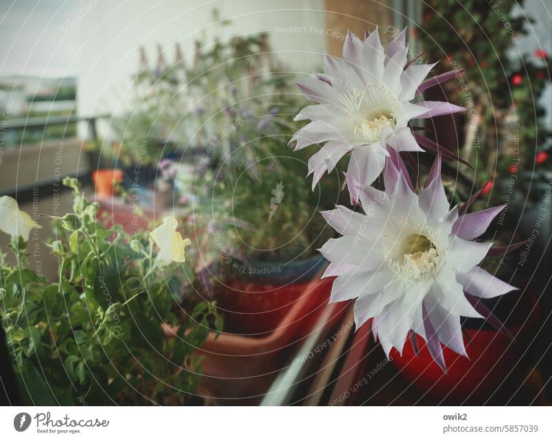 Revelation Cactus Cactus blossoms Exceptional Houseplant Blossoming Decoration Colour photo Force Willpower Spring fever Idyll Habitat Deserted Close-up